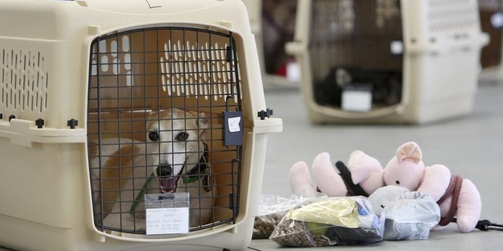 Essential Guidelines for Sun Country Pet Cargo Transport