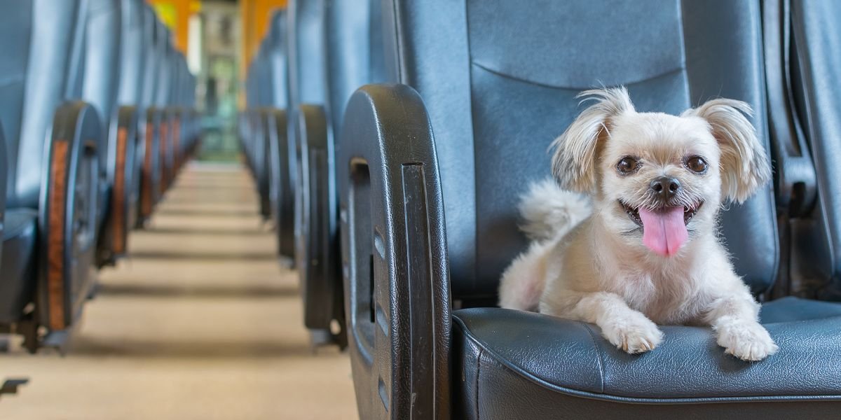 Sun Country Pet Policy, Health Certificates & Fee for Flying with Pets