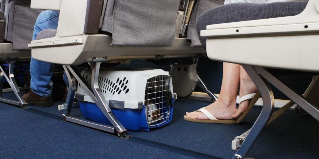 suncountry pet carrier size