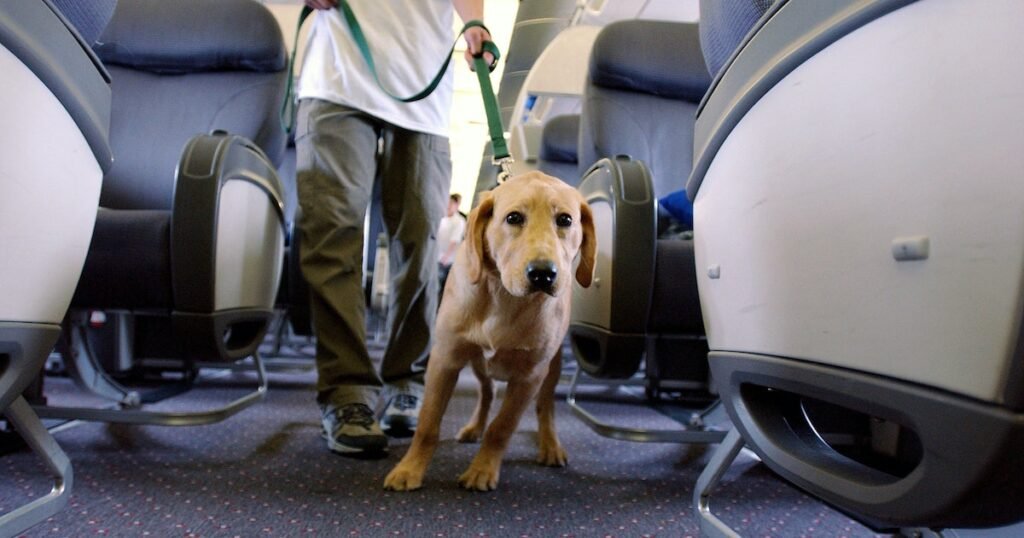 Check Cathay Pacific Pets in Cabin Policy