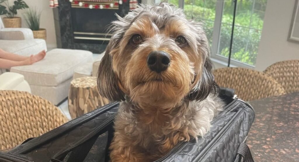 Check Etihad Pets in Cabin Status