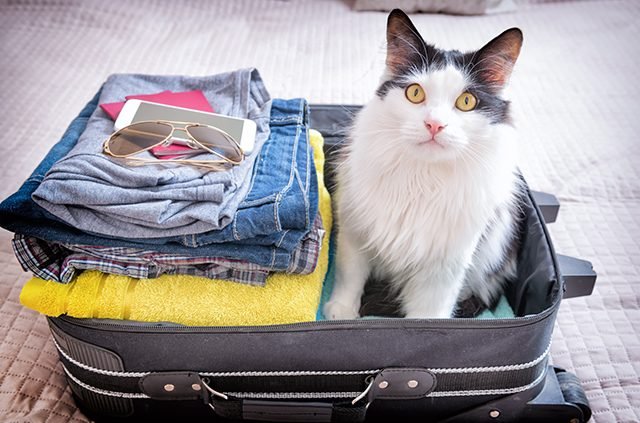 Check SAS Pet Travel Policy