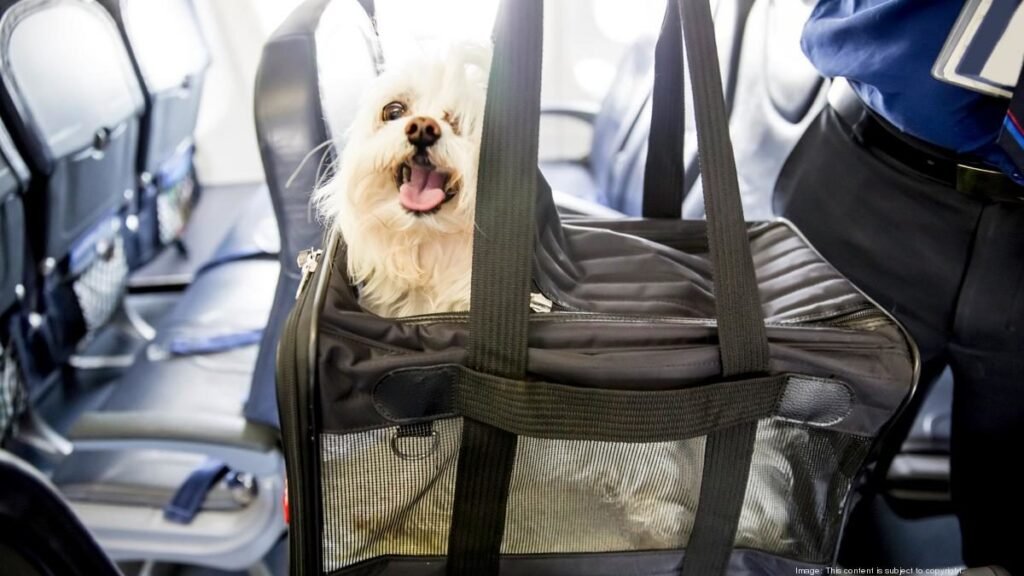 Check WestJet Pets in Cabin