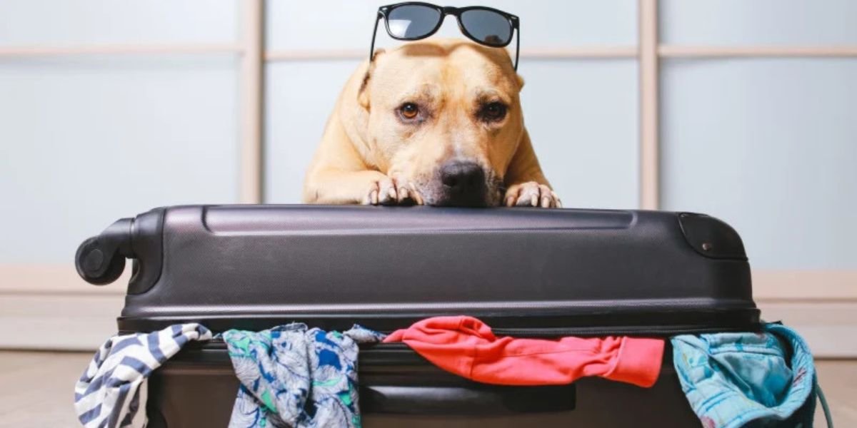 Spirit Airlines Pet Policy – Travel With Your Pet