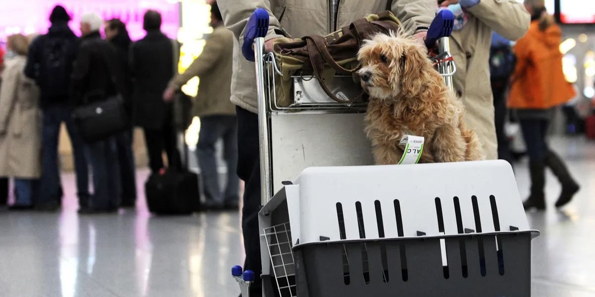 Turkish Airlines Pet Policy – Travelling with Pets in Cabin