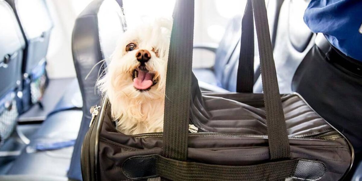 Avianca Pet Policy – Travelling With Pets
