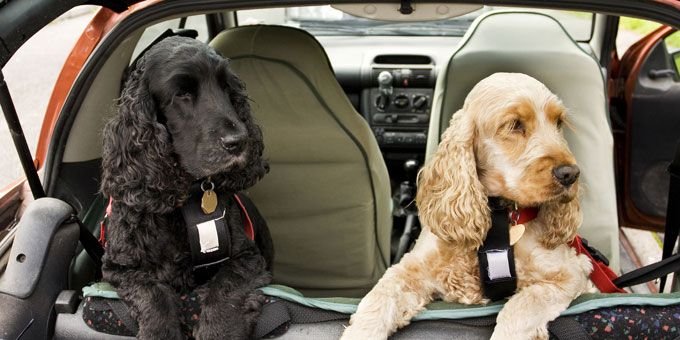 Check Avianca Airlines Pet Policy