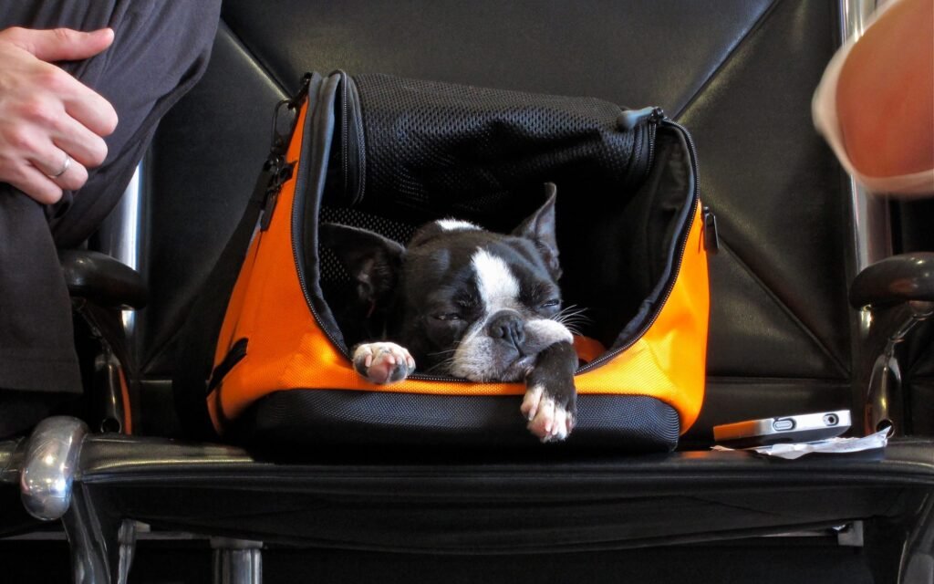 Check Qatar Airways Travel With Pets Carrier Requirements
