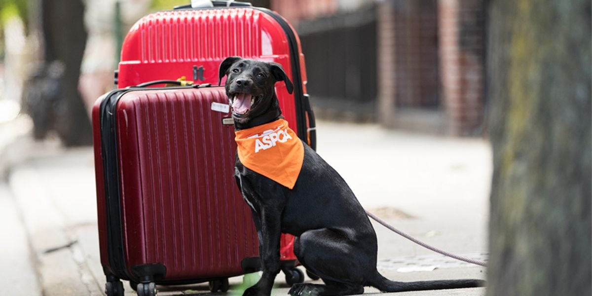 Ryanair Pet Policy – Travelling With Pet In Cabin & Cargo