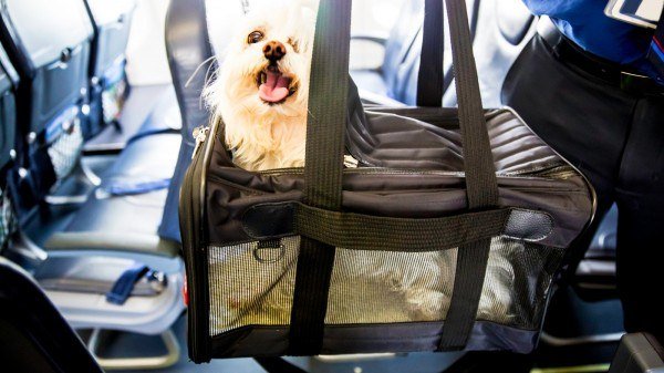 Check Air Canada Pet Travel Policy