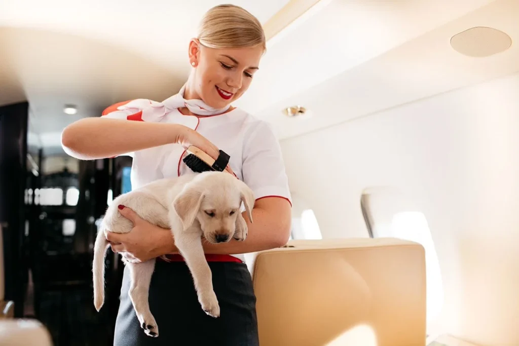 Check Volaris Pets in Cabin Status