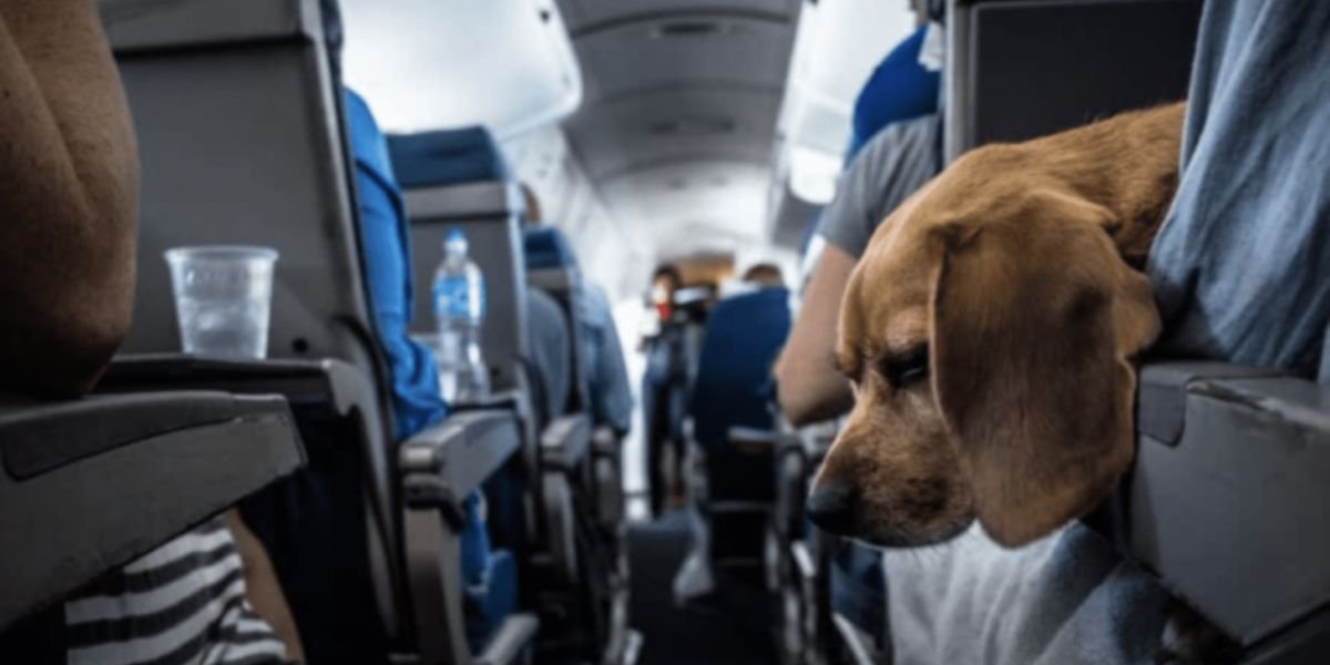 Eva Air Pet Policy – Travelling with Pets in Cabin