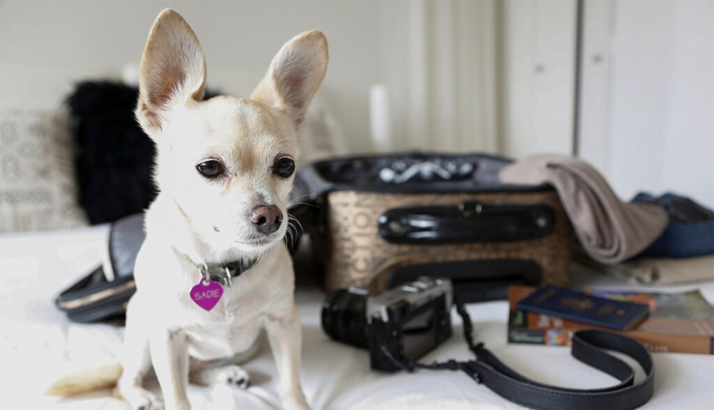 Check Aeromexico Travel with Pets Policy