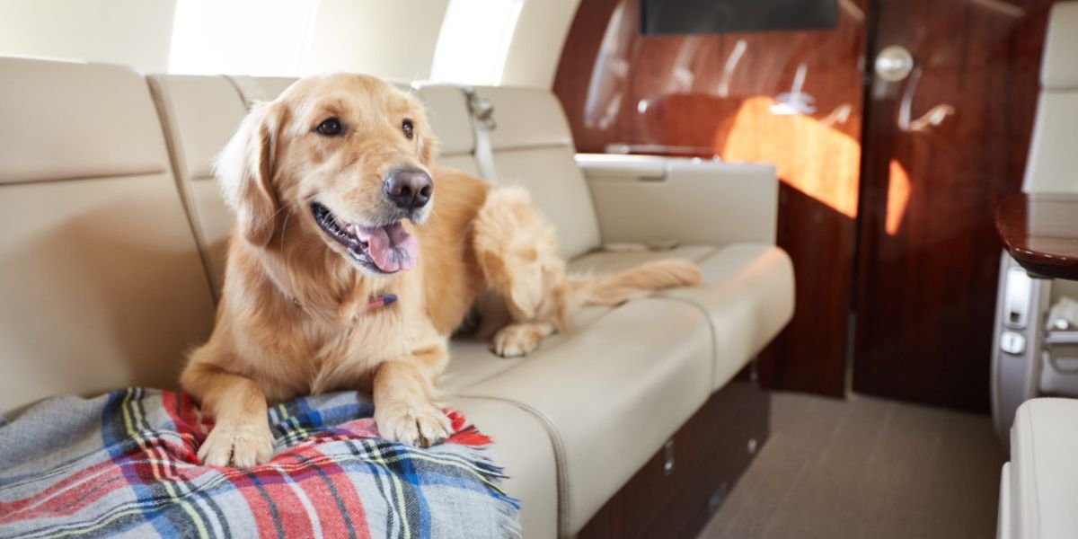 Alaska Airlines Pet Policy – Travelling With Pet In Cabin & Cargo
