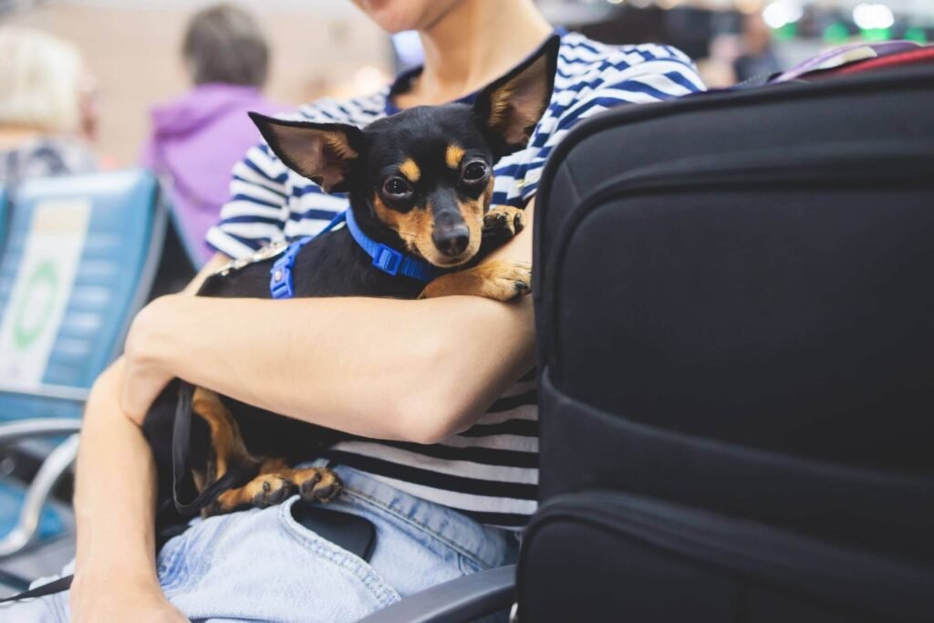 Check United Airlines Pet Travel Policies