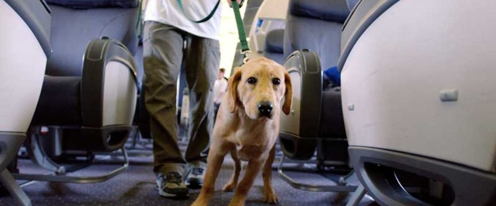 KLM Pet Policy – A Comprehensive Guide 